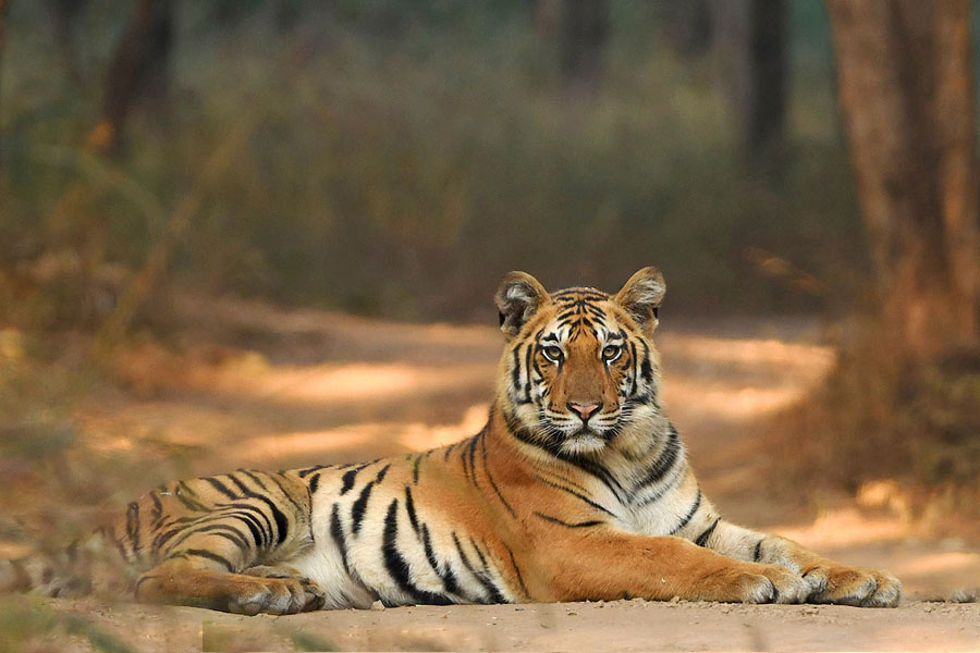 Gujarat Wildlife Tour Package